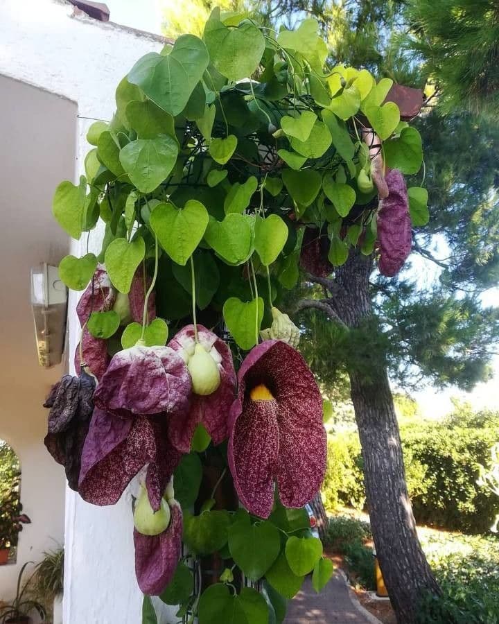 Aristolochia 17