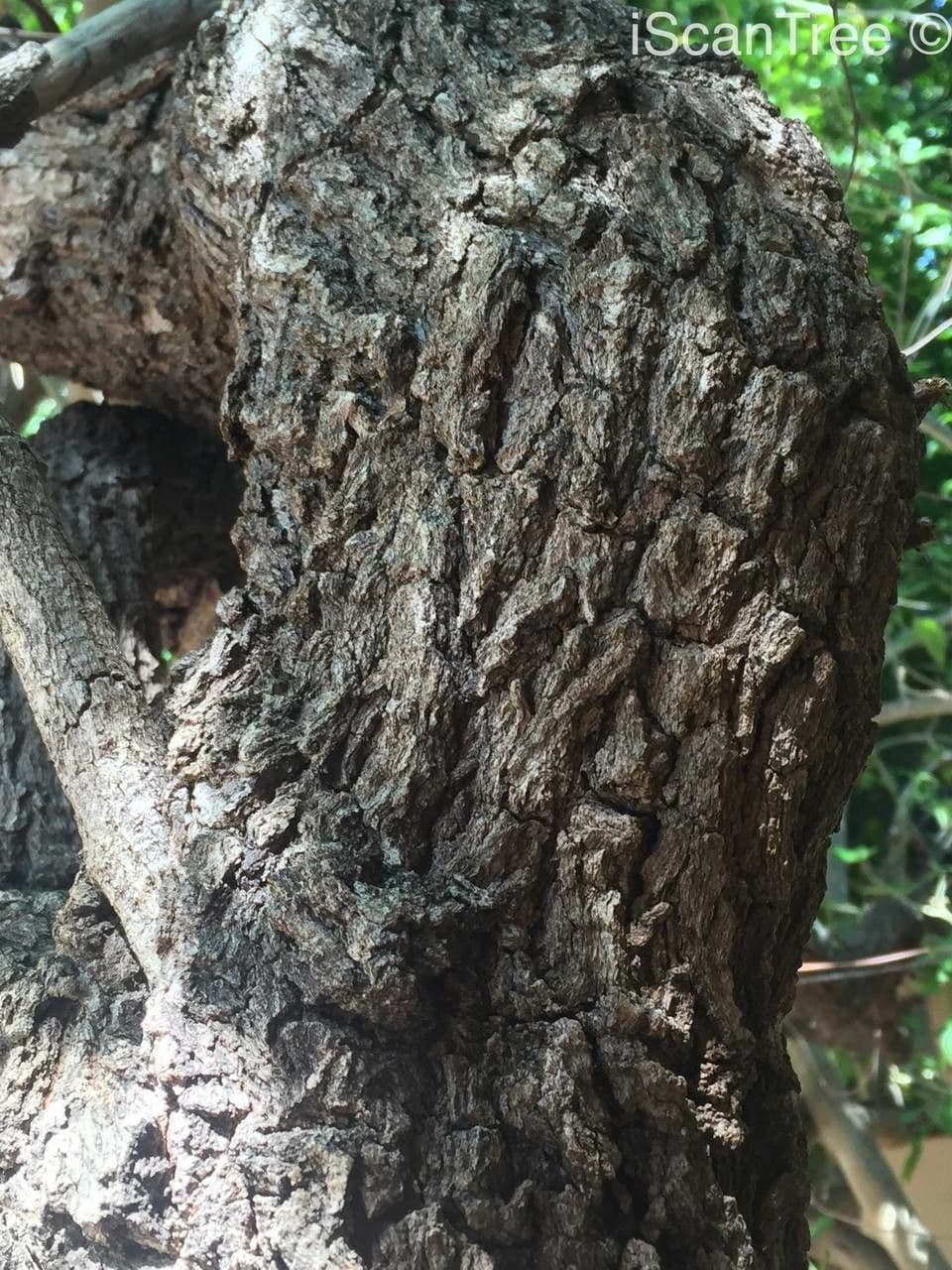 Flueggea 19