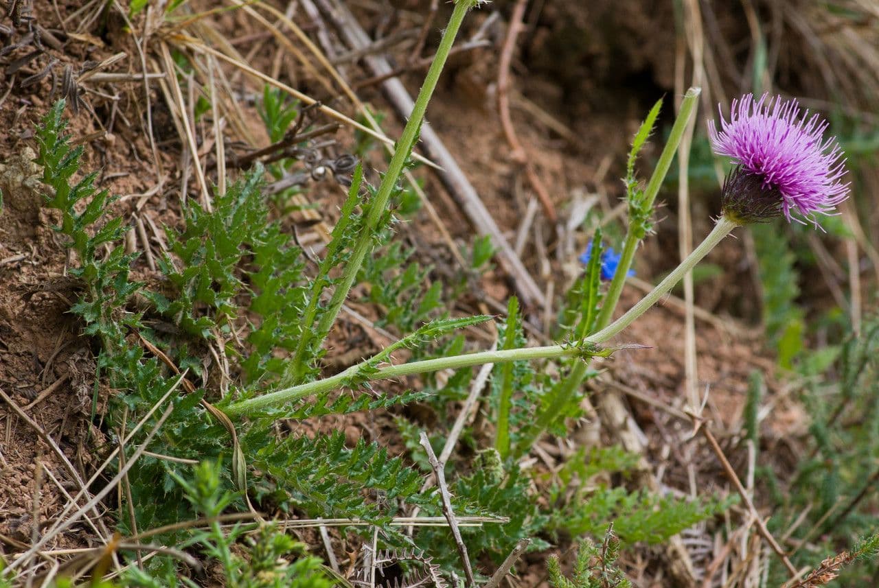 Cirsium filipendulum 7