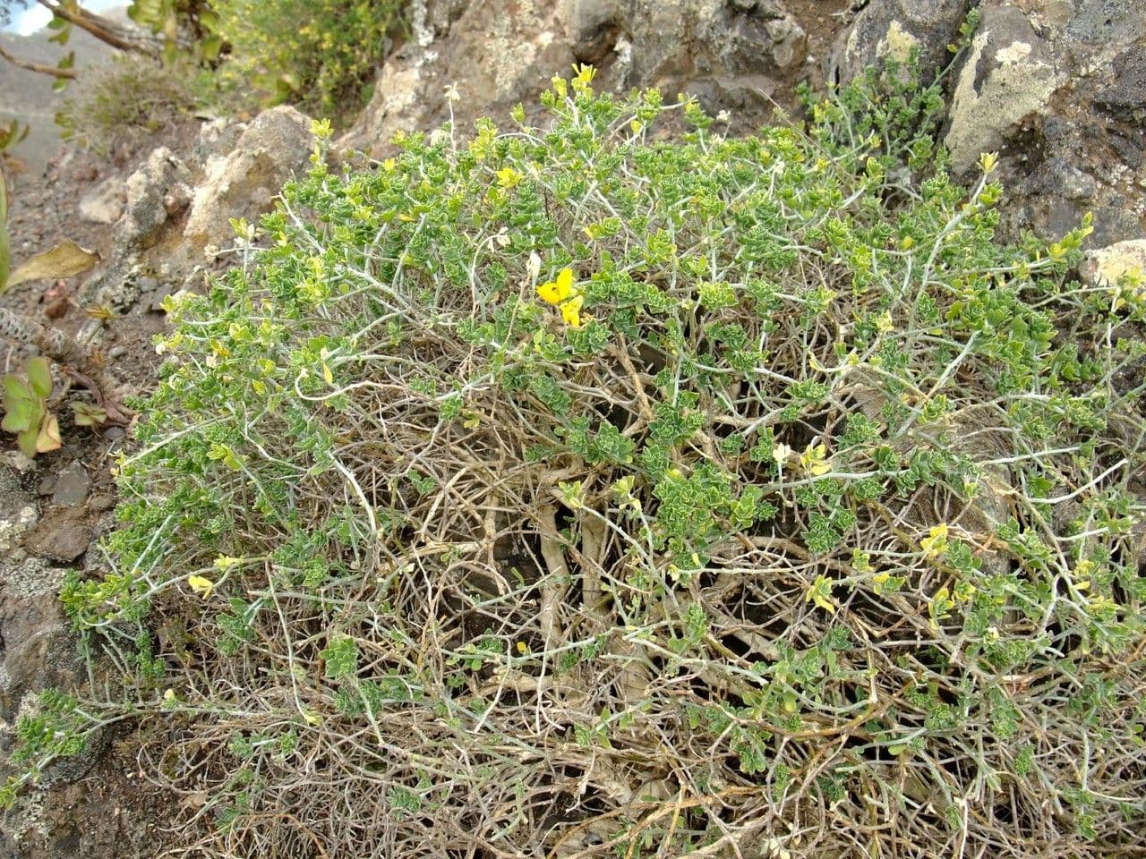 Genista canariensis 9