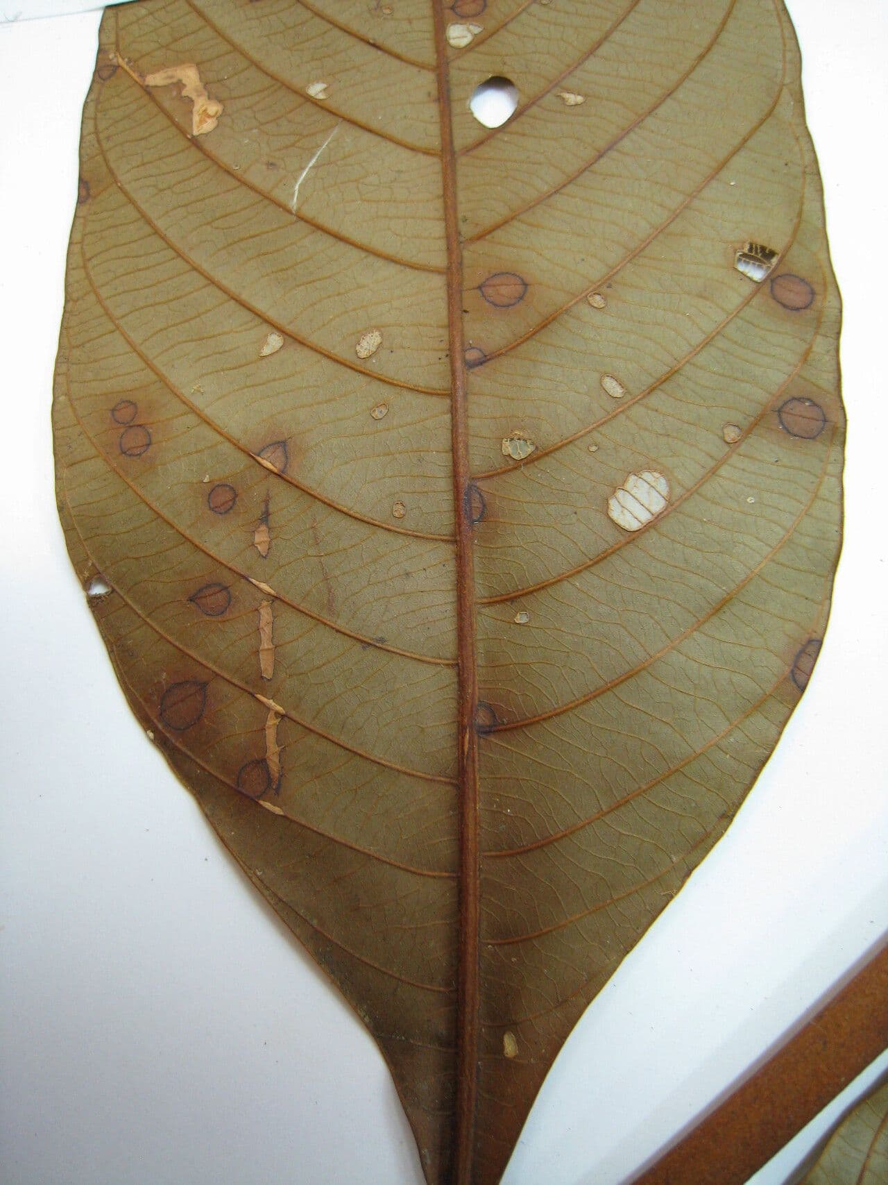 Palicourea 3