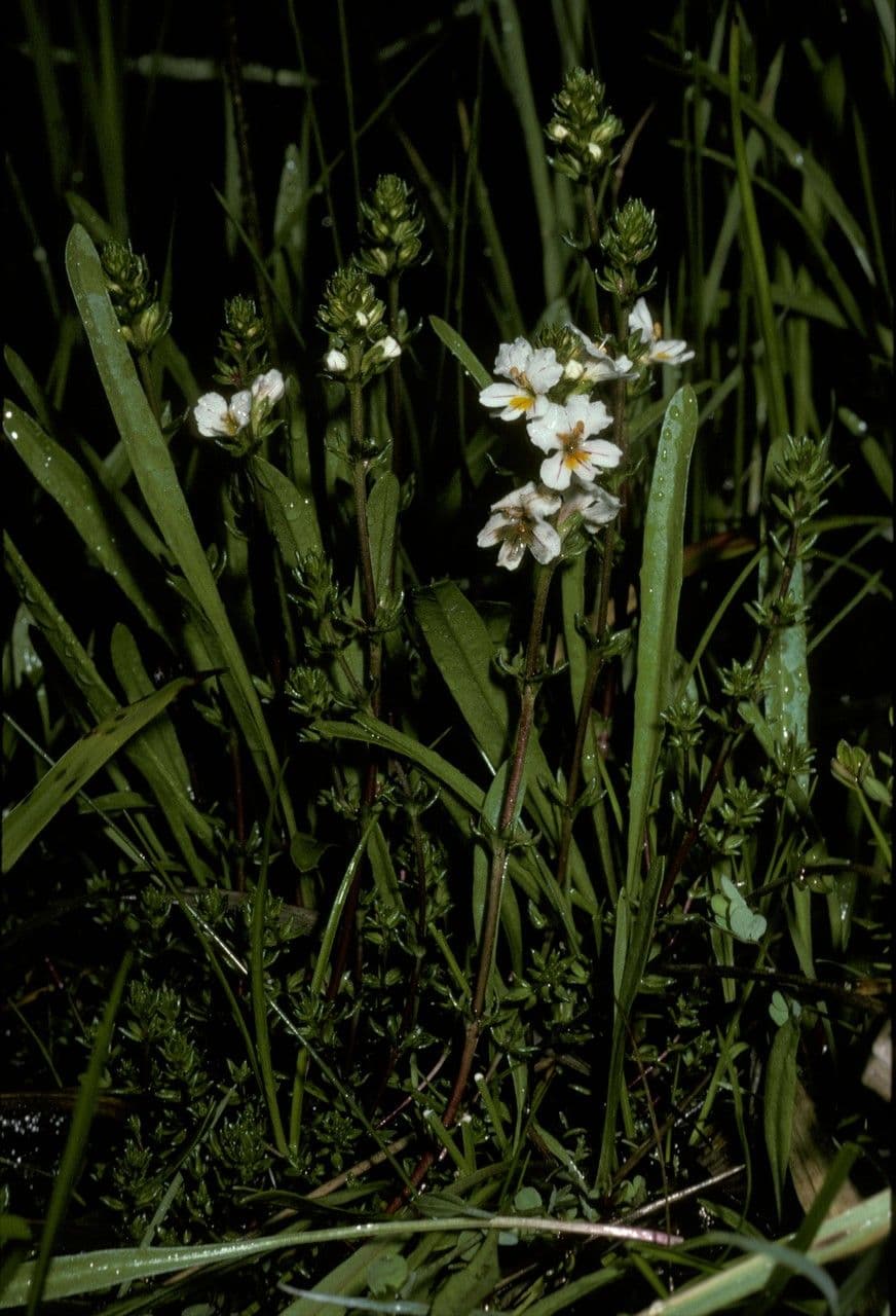 Eyebright 2
