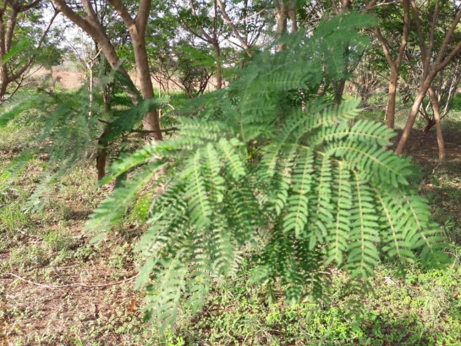 Albizia 13