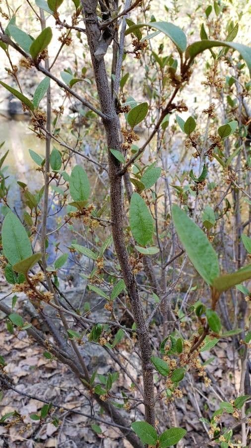 Shepherdia canadensis 20