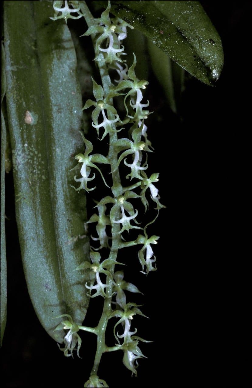 Cryptarrhena guatemalská 3