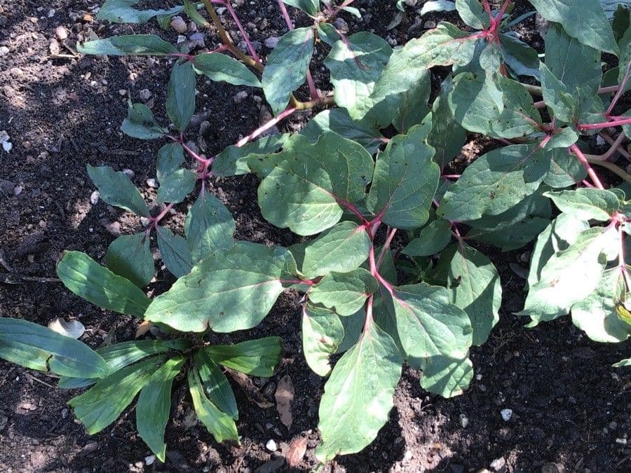 Piwonia balearska 2