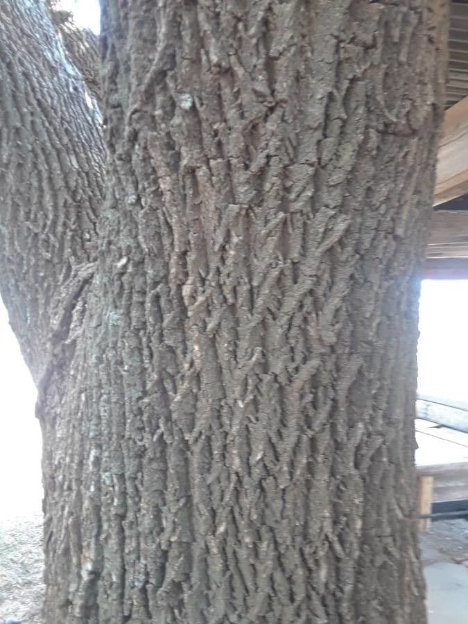 Samtiger Eschen-Baum 20
