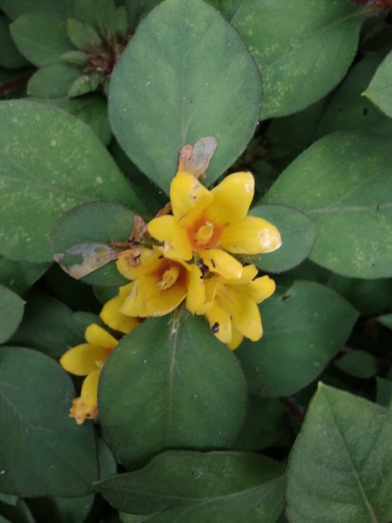 Lysimachia congestiflora 3