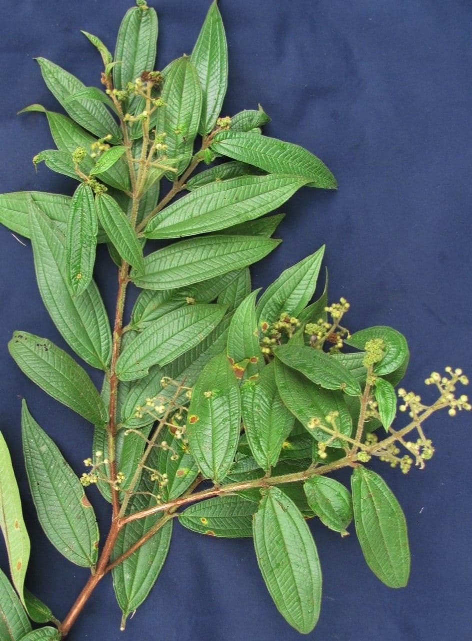 Miconia di Ibagué 9