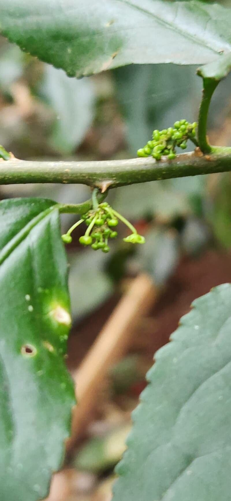 Erythrococca