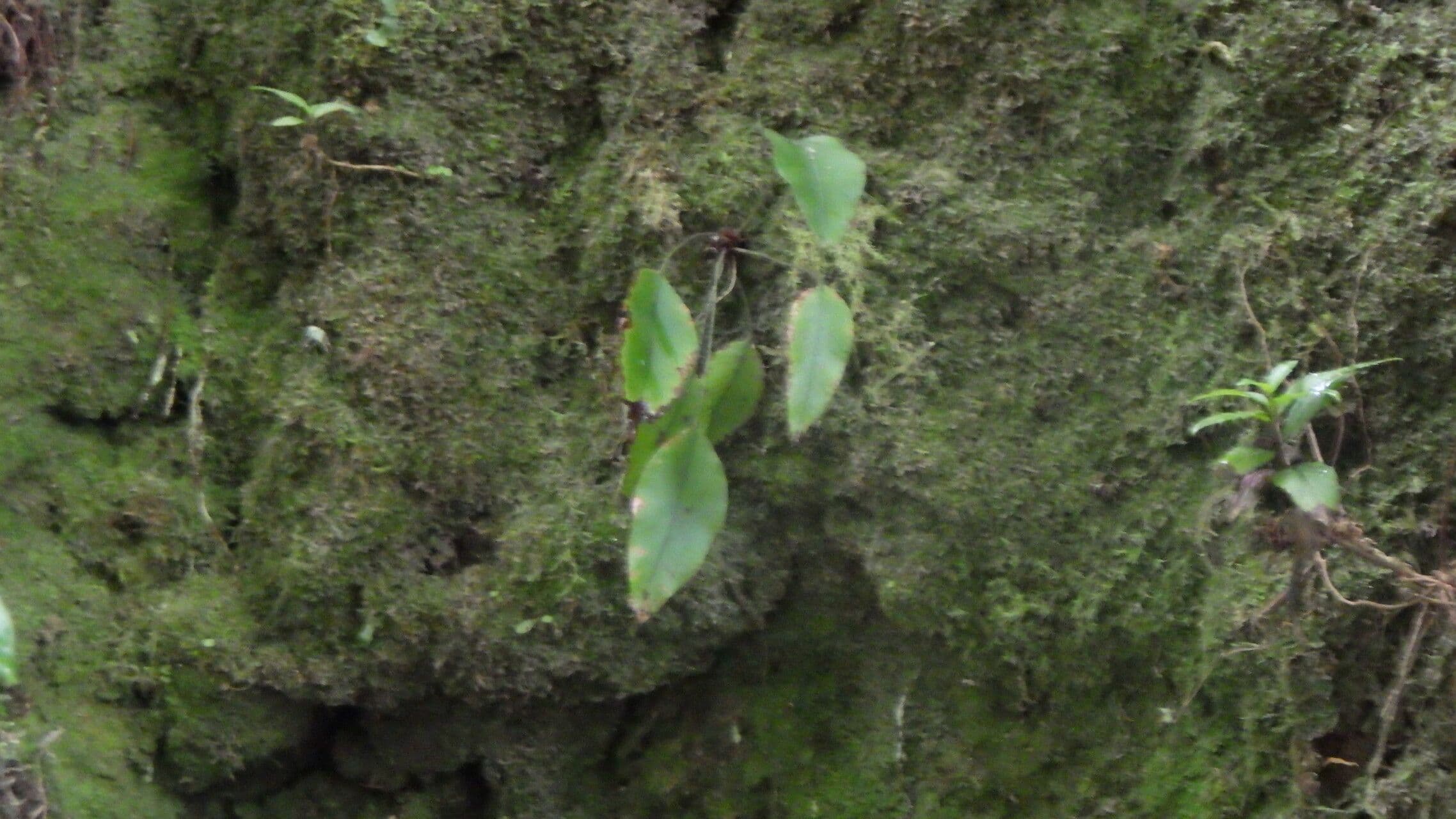 Elaphoglossum