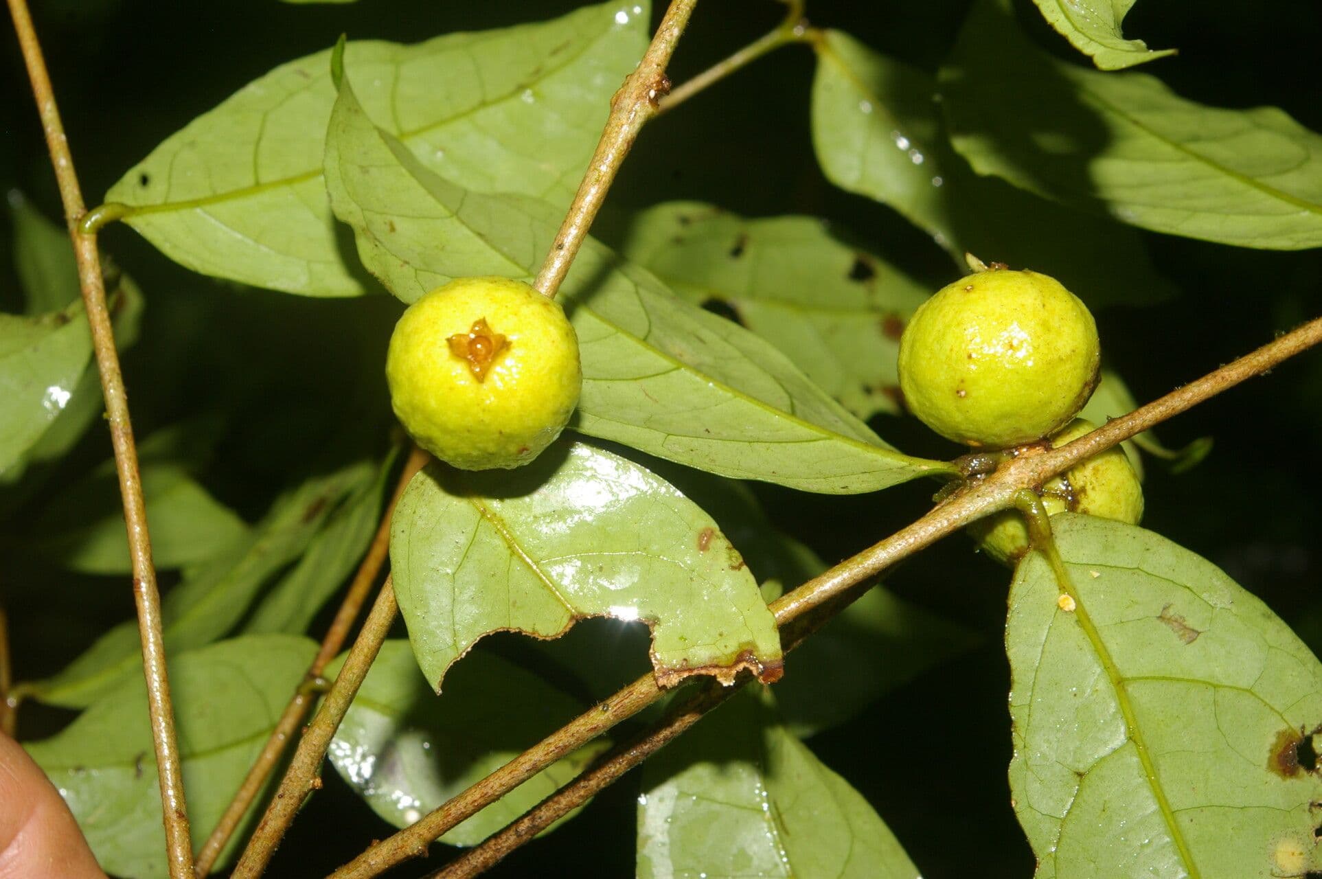 Eugenia 4