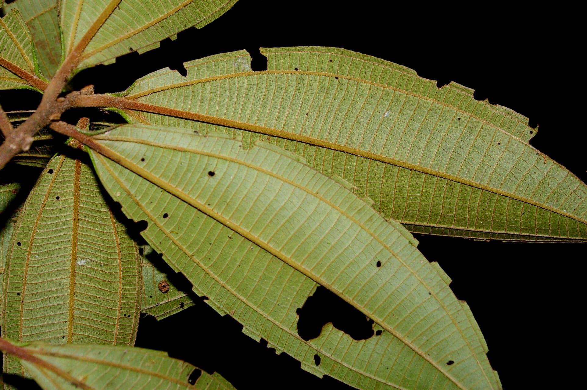 Conostegia luquillo 6
