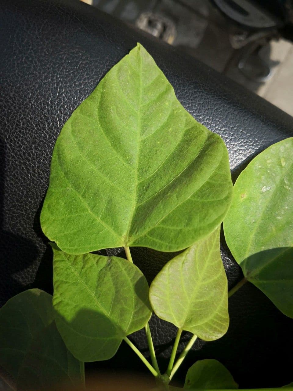 Catalpa di Bunge 11