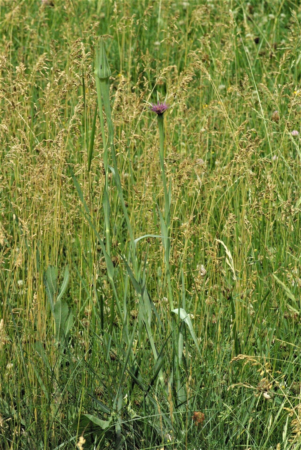 Haferwurzel 14