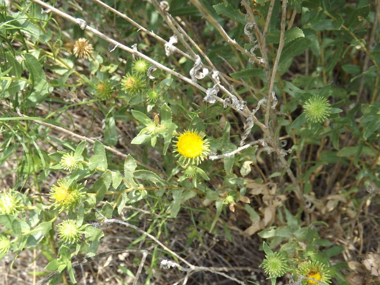 Grindelia 11