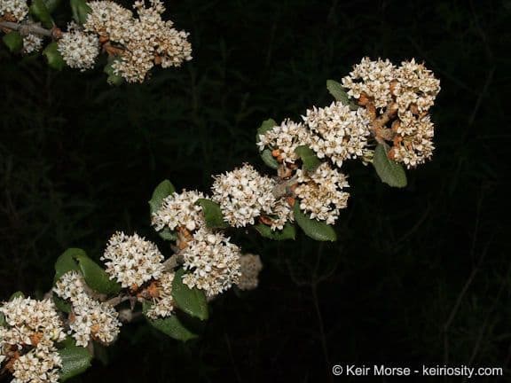Ceanothus 7