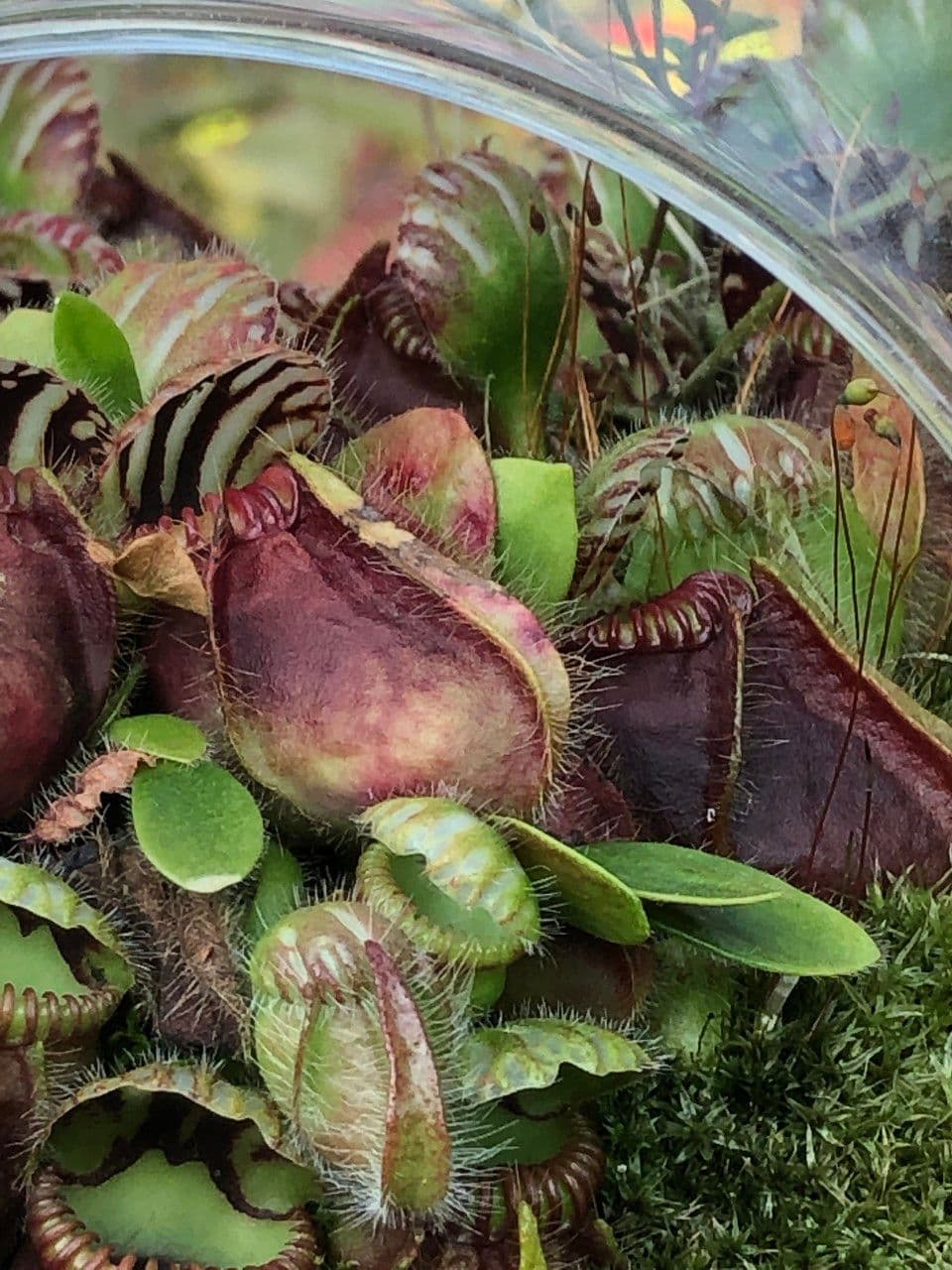 Cephalotus 3