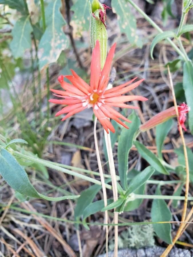 Silene laciniata 2