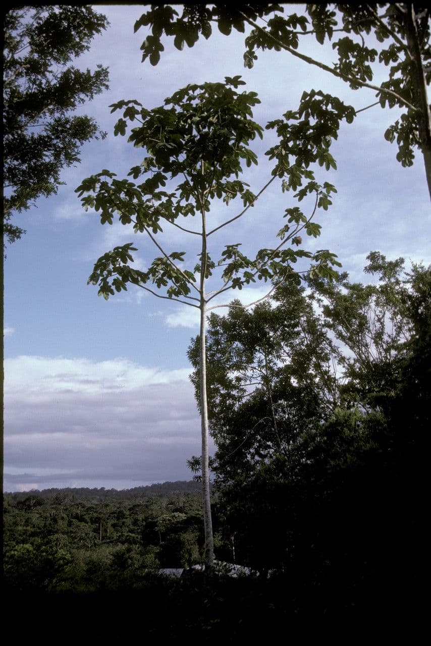 Cecropia 4