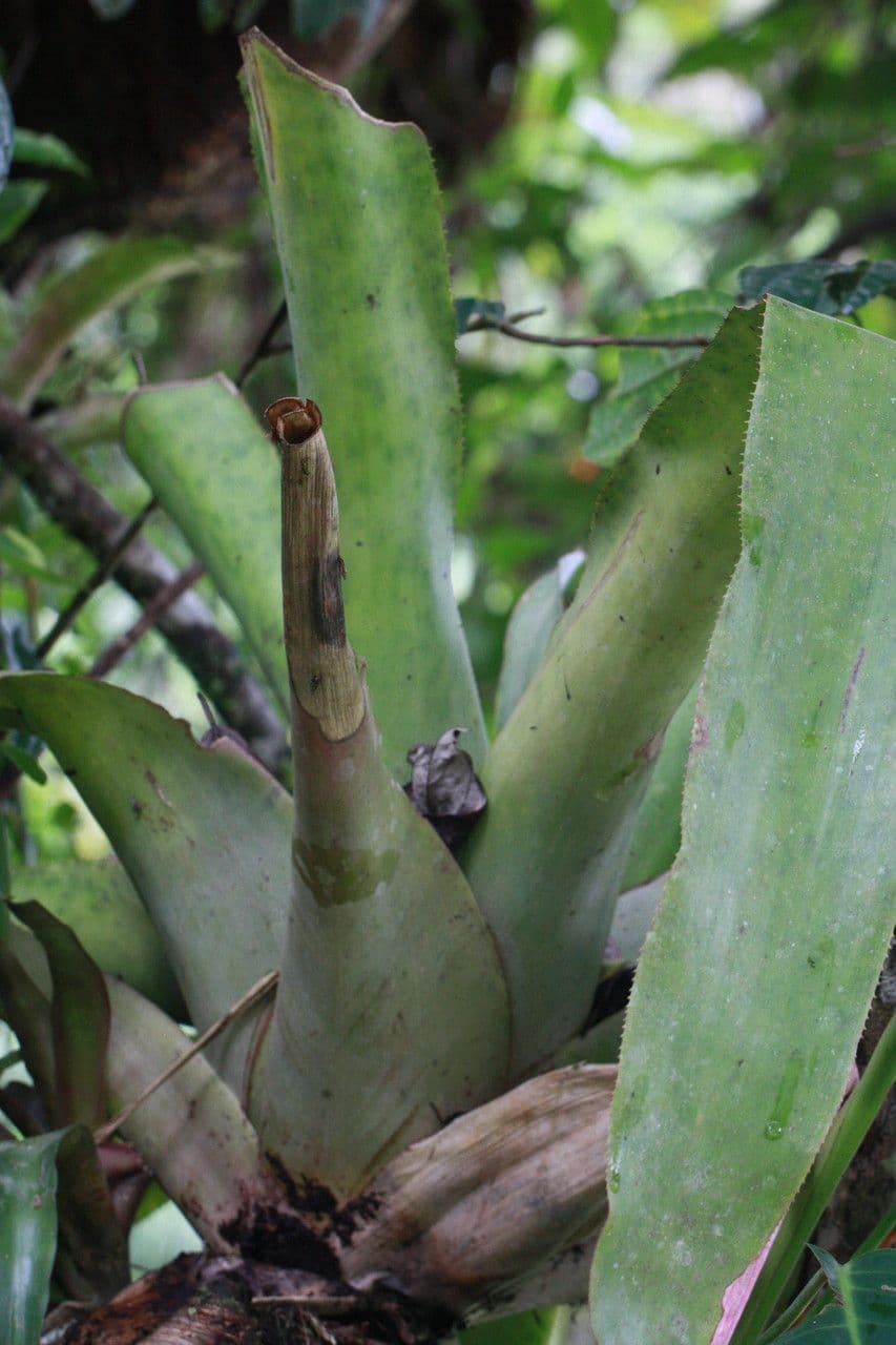 Aechmea 12
