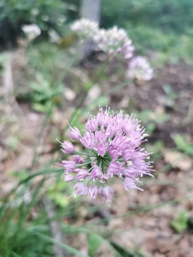 Aglio perenne