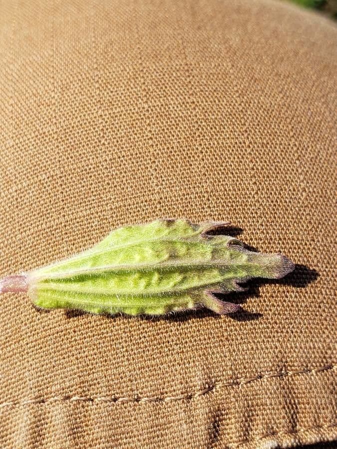 Castilleja levisecta 5