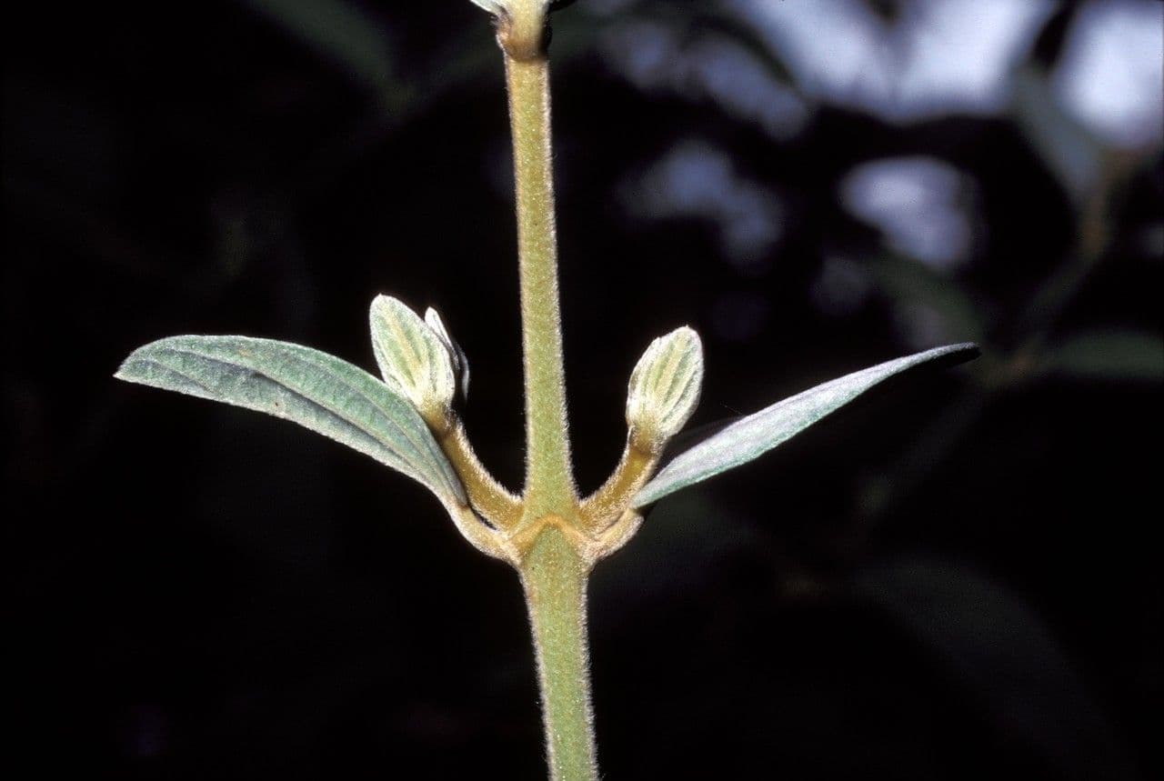 Congea tomentosa 17