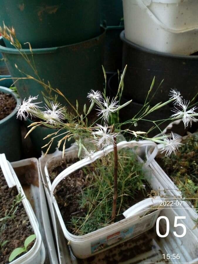 Dianthus