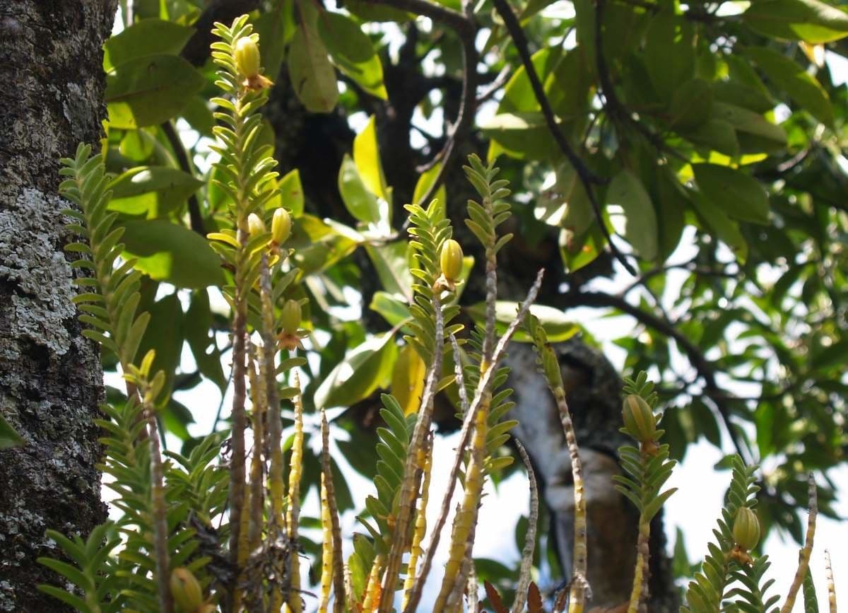 Dendrobium 9
