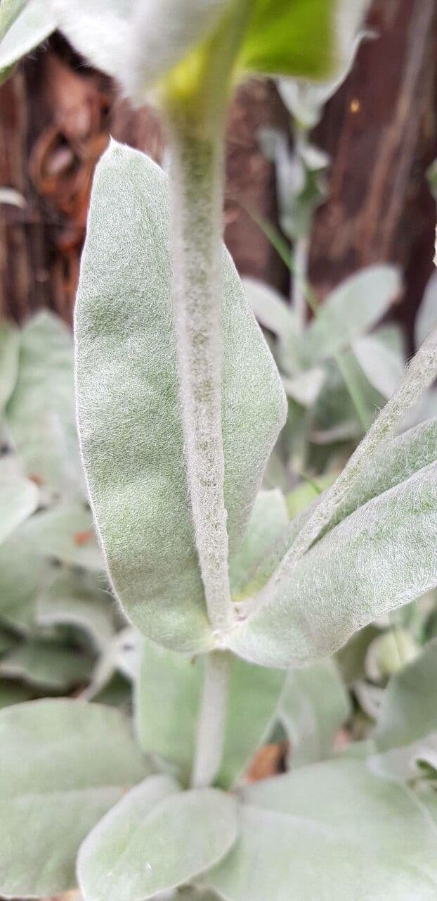 Silene coronaria 25