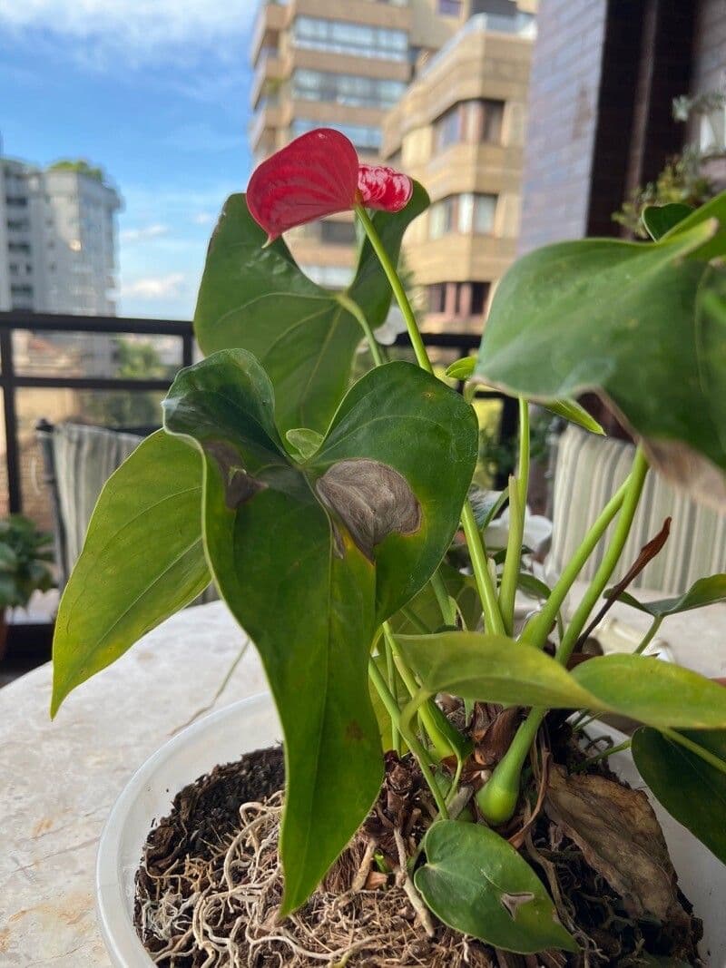 Anthurium 8