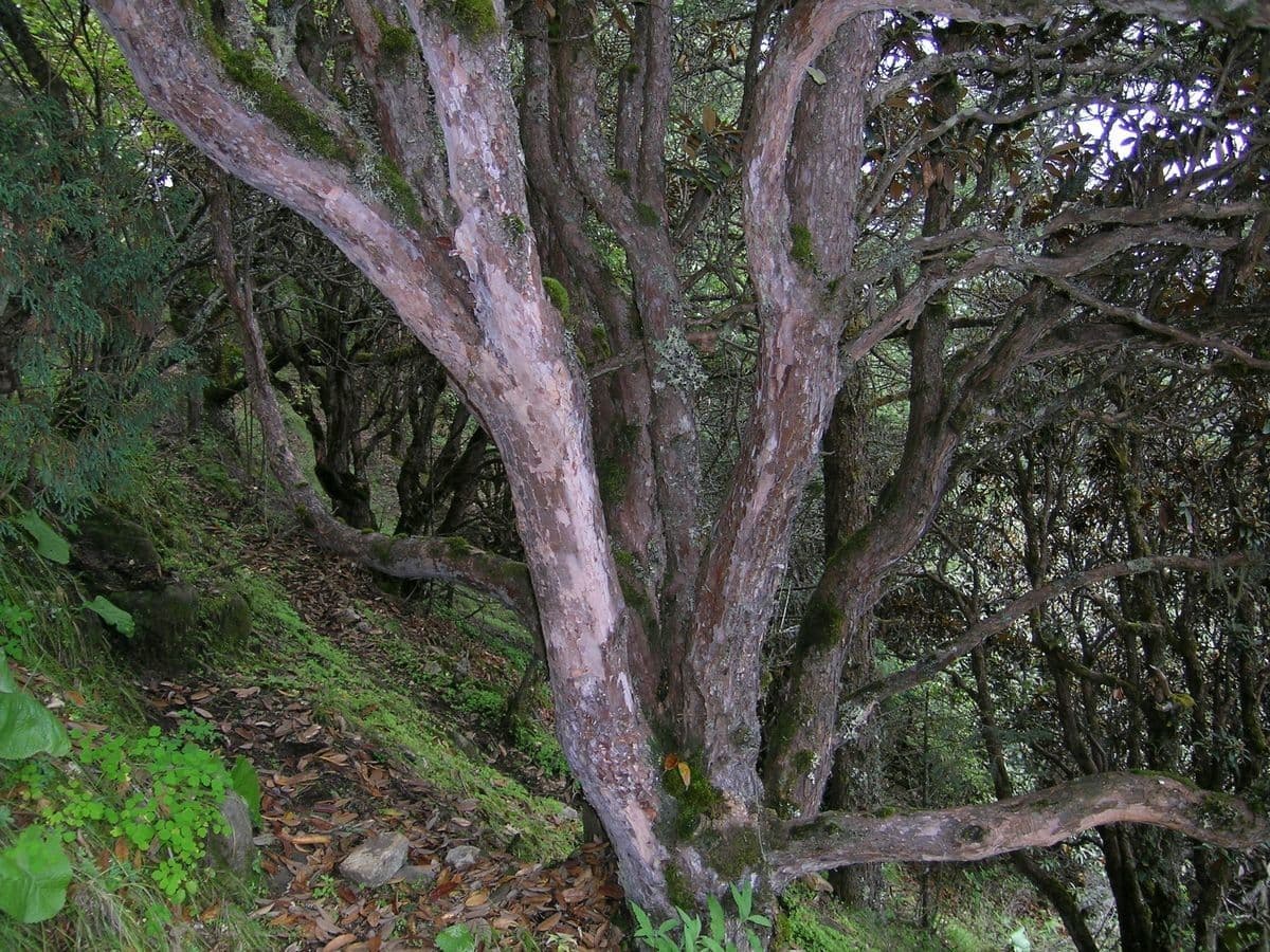 Rododendron stromovit
 21