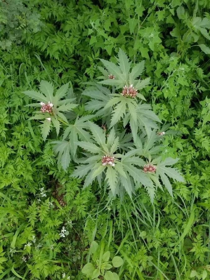 Jatropha macrorhiza 2