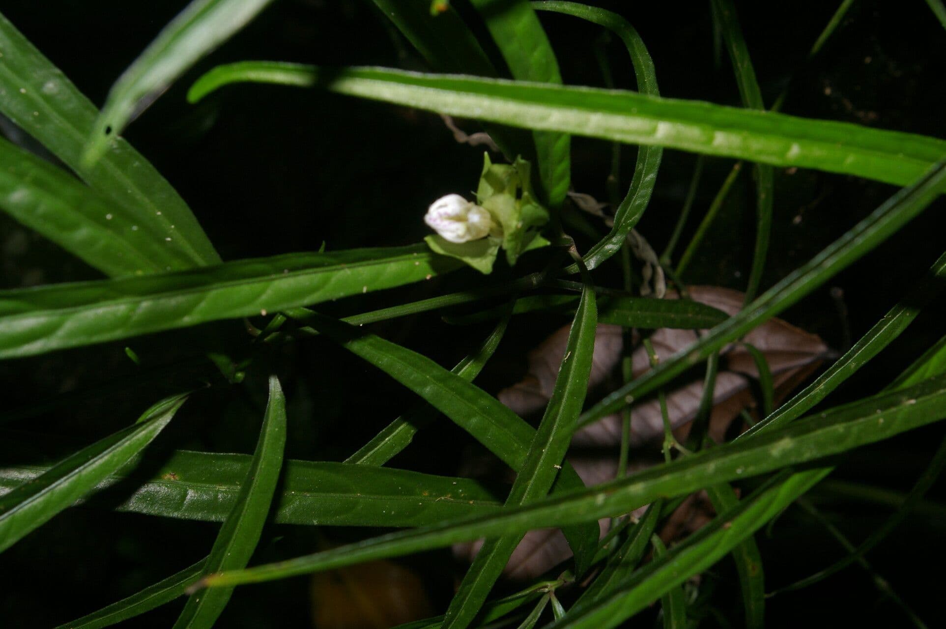 Herpetacanthus 3
