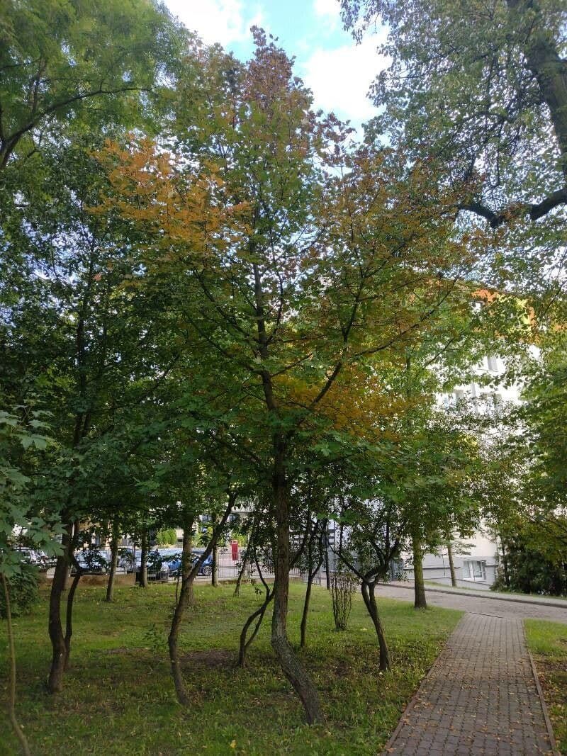 Jarabina brekyňová 12