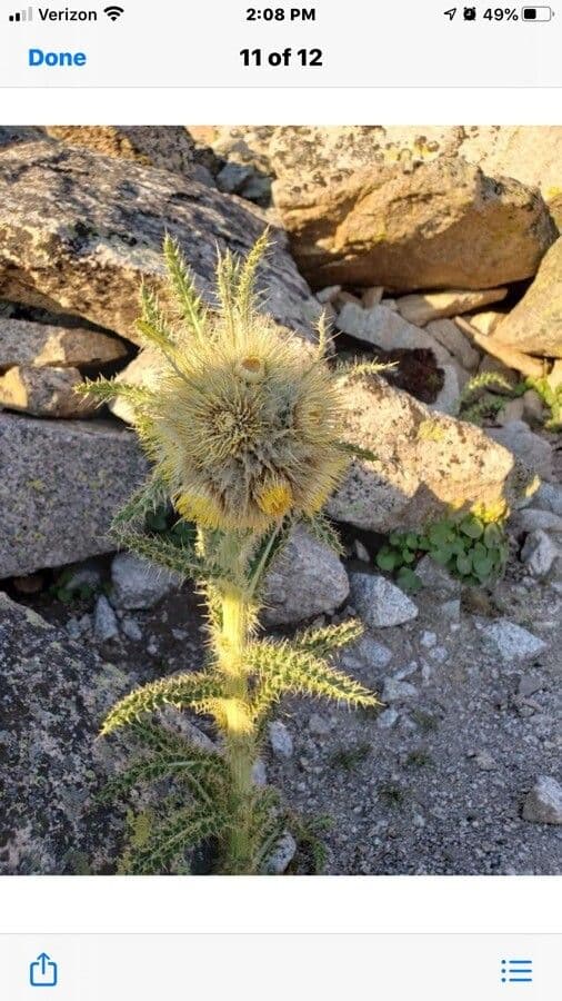 Hookers Distel 5