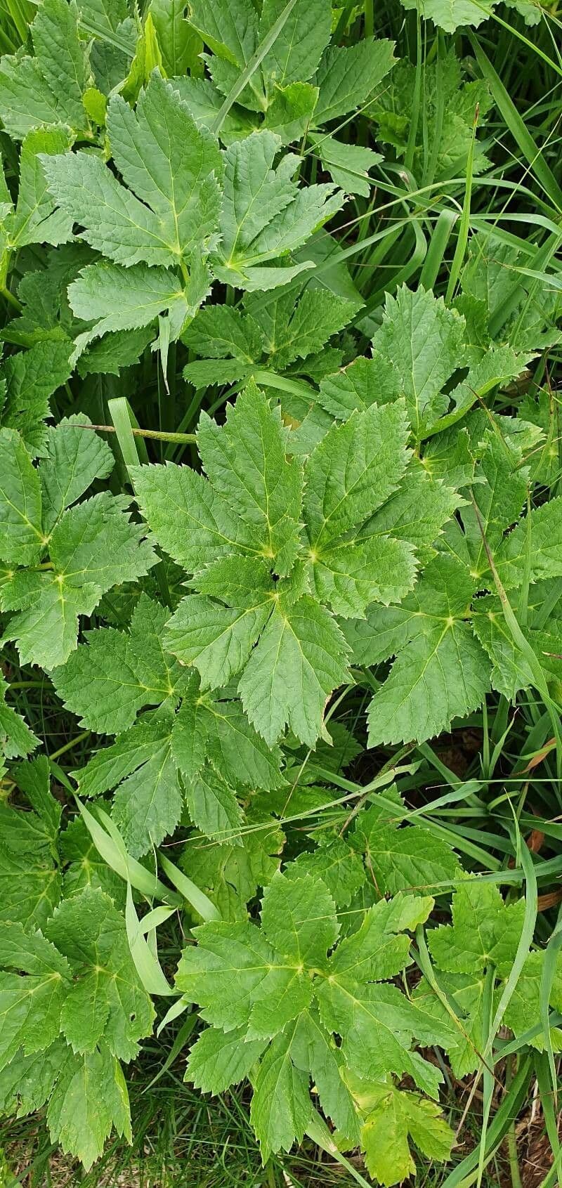 Meduňka lékařská 14