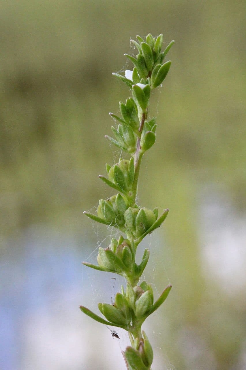 Veronica forestiera 6
