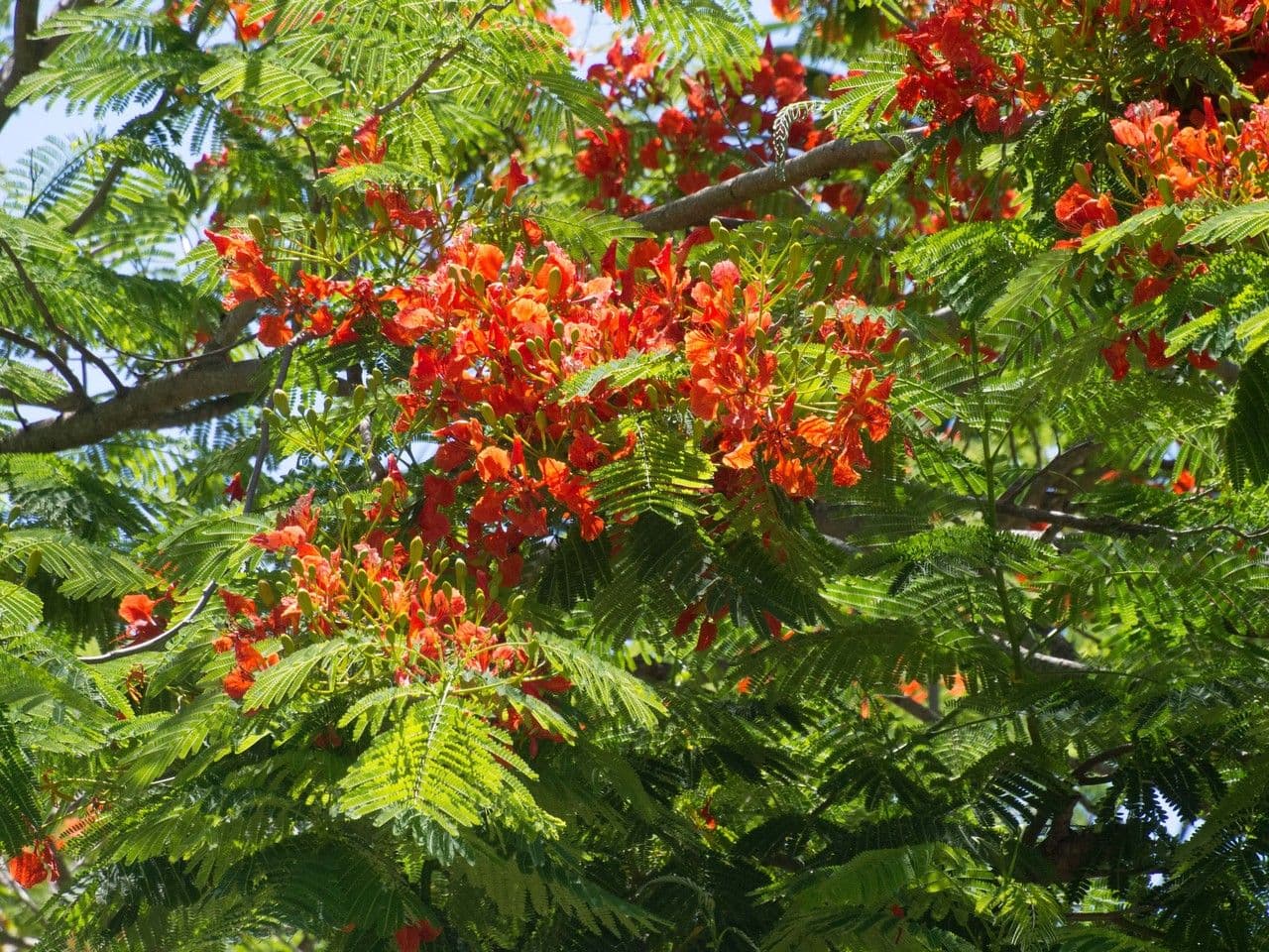 Flamboyant 13