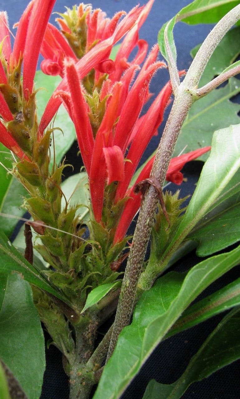 Aphelandra scabra 5