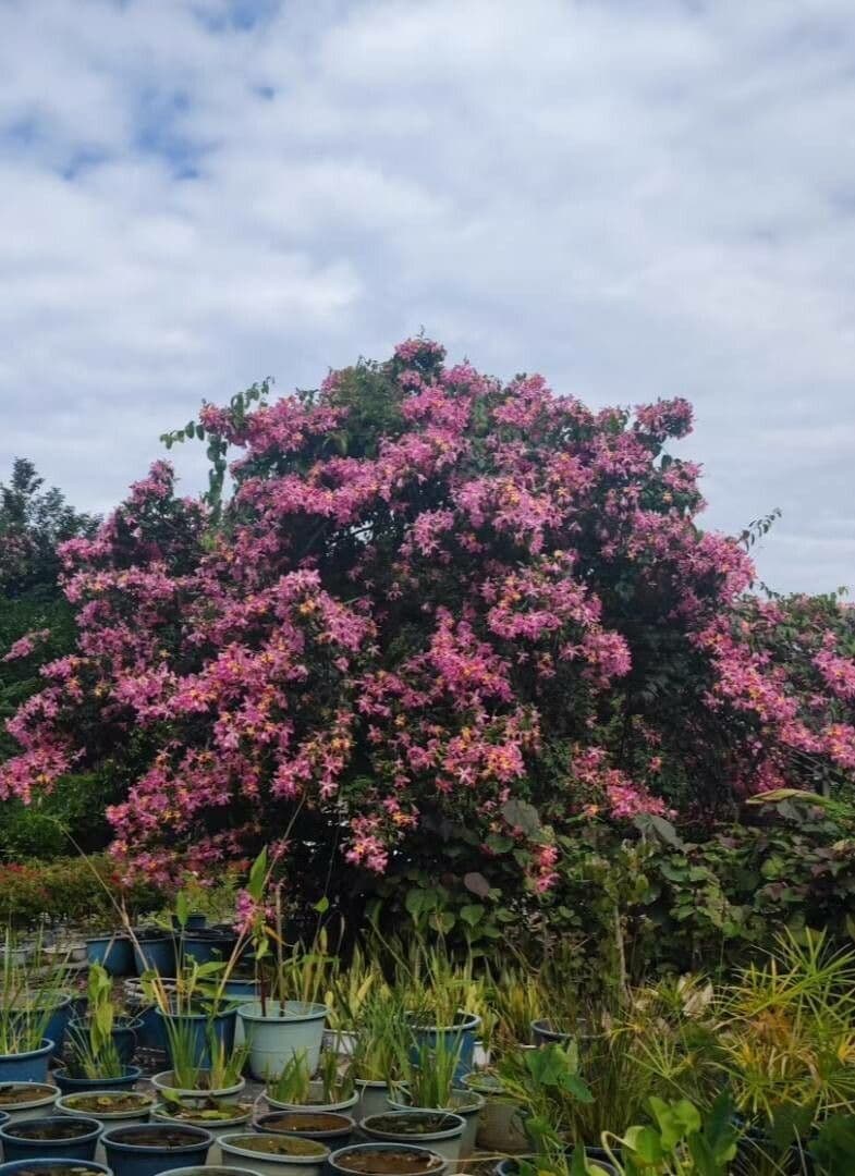 Ceiba speciosa 12