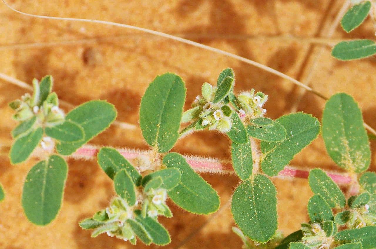 Pryšec 2