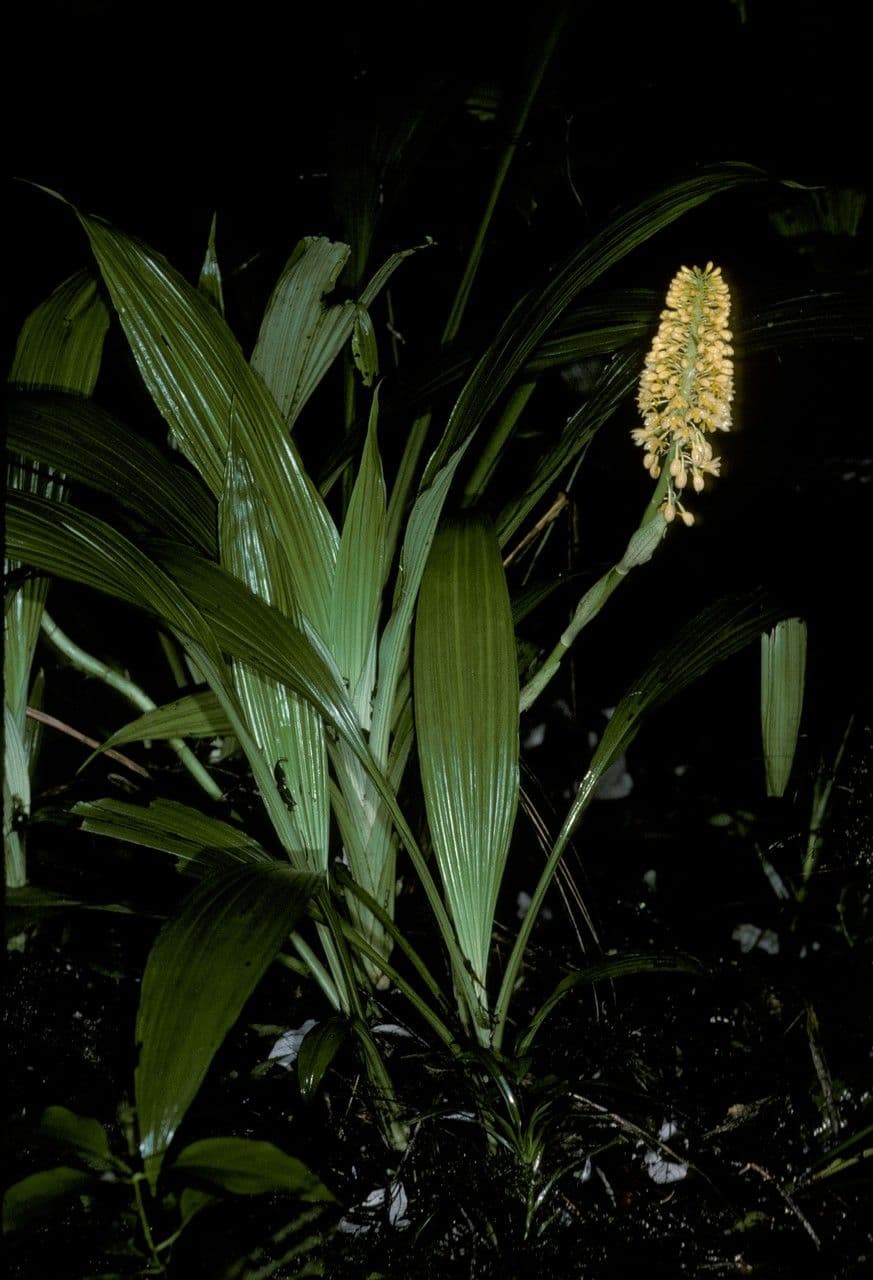 Calanthe 3