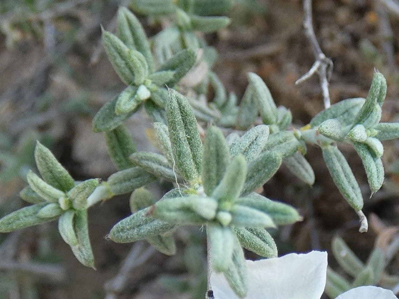 Eliantemo violaceo 20