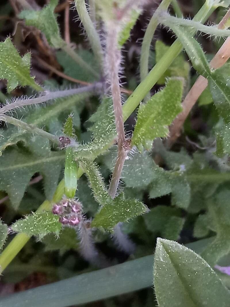 Arabetta sabbiola 17