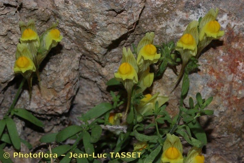 Linaria oblongifolia 7