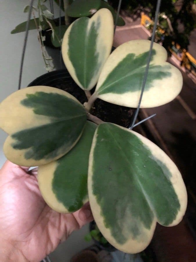 Hoya 7