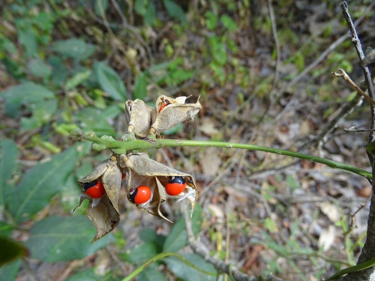 Abrus precatorius 11