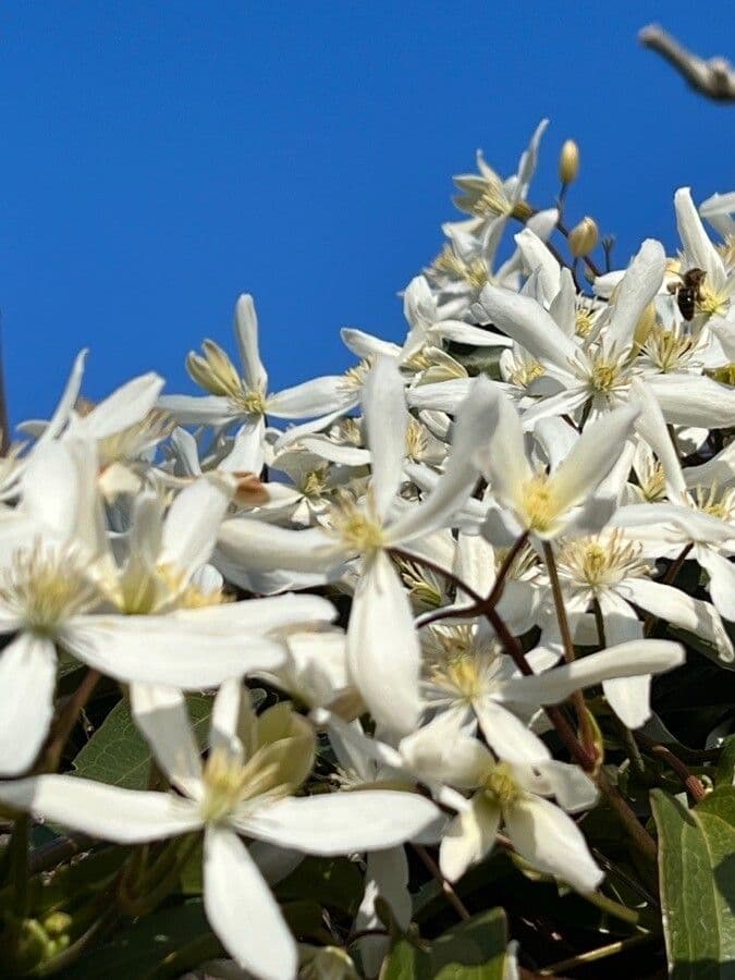 Clematis di Armand 25